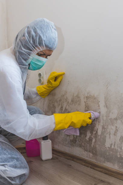 Best Crawl Space Mold Remediation  in Shamokin Dam, PA